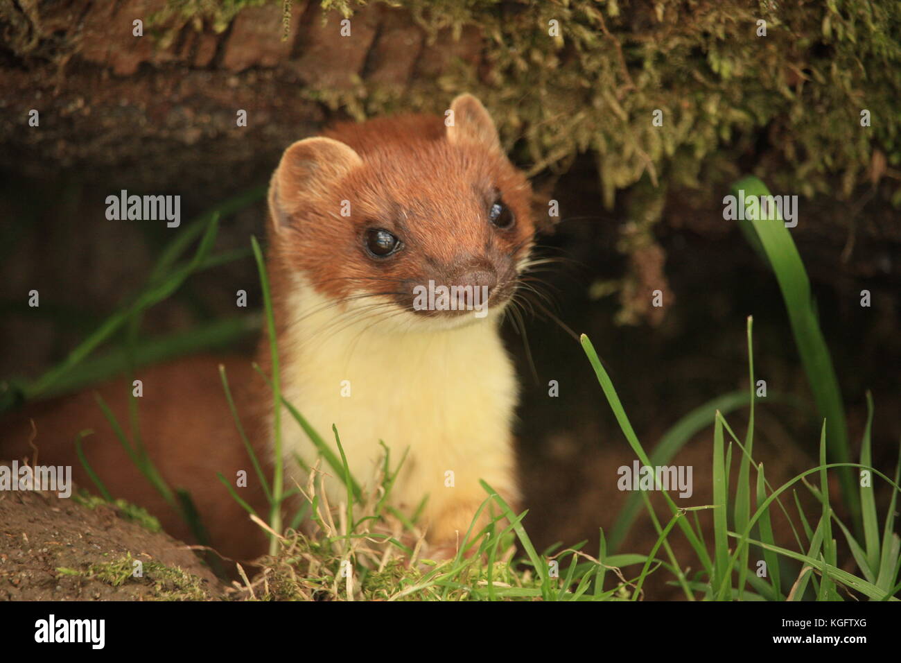 Cute Stoat peeping from under a log Stock Photo