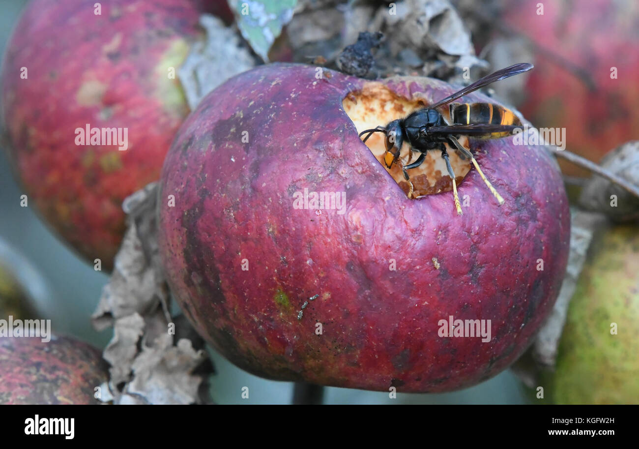 Asian wasp eating an apple Stock Photo Alamy
