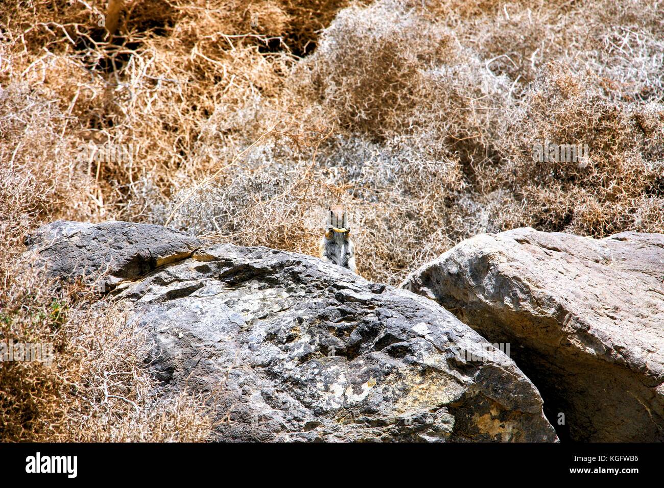 Chipmunks eating crisps with big tail Stock Photo Alamy
