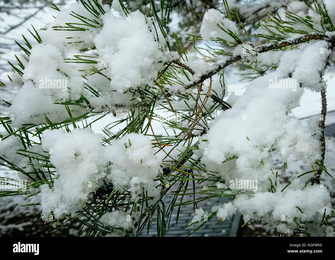 On the branches of the pine trees lies the fluffy white snow Stock ...