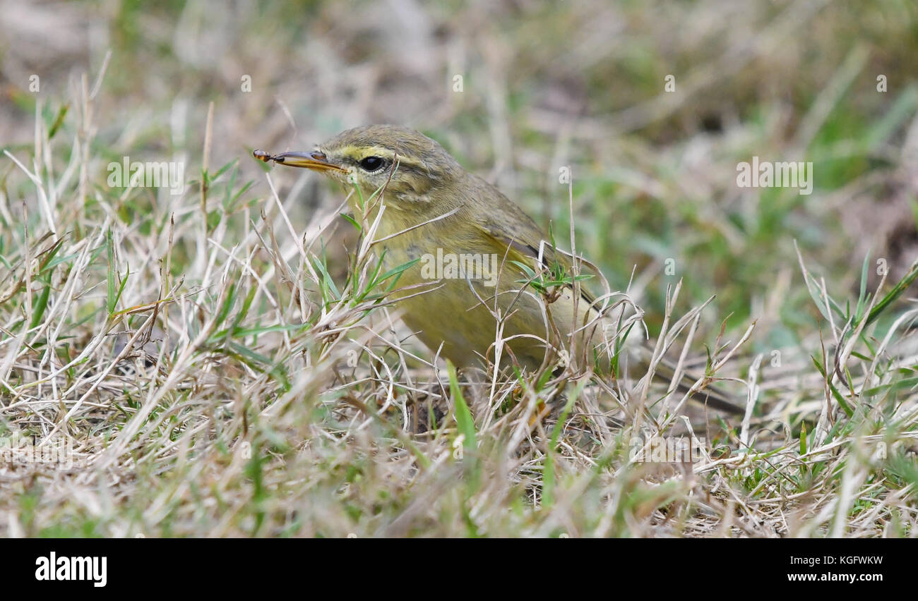 common chiff chaff on the ground catching an ant Stock Photo