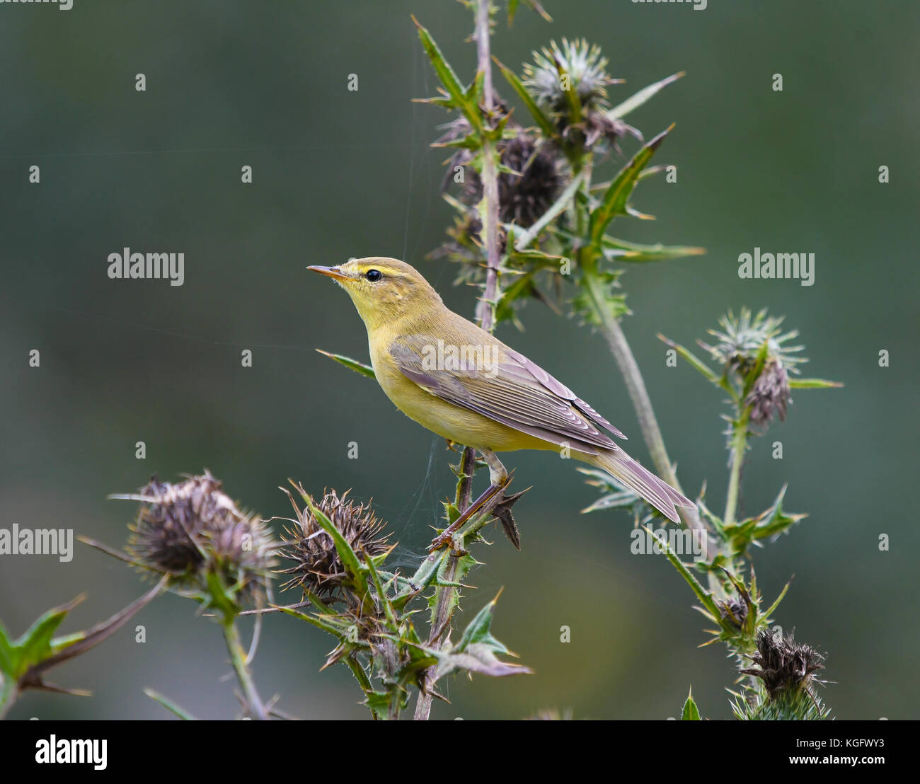 Common chiffchaff perched on a thistle Stock Photo
