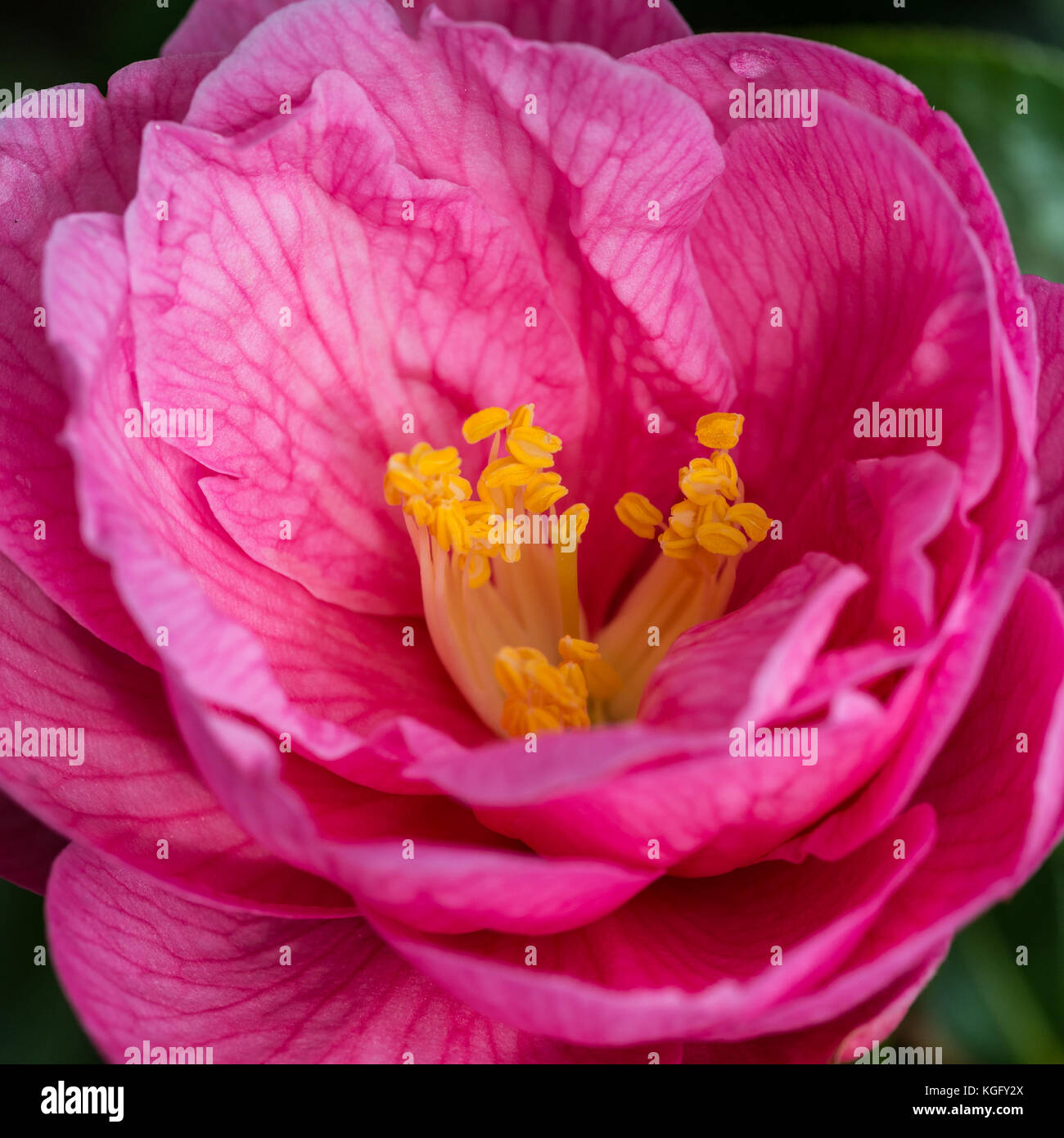 A macro shot of a pink camellia. Stock Photo