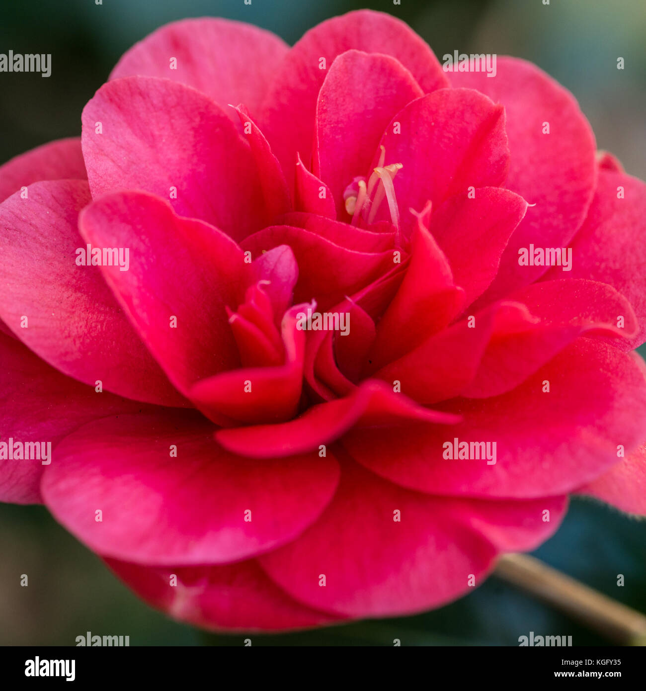 A macro shot of a red camellia. Stock Photo