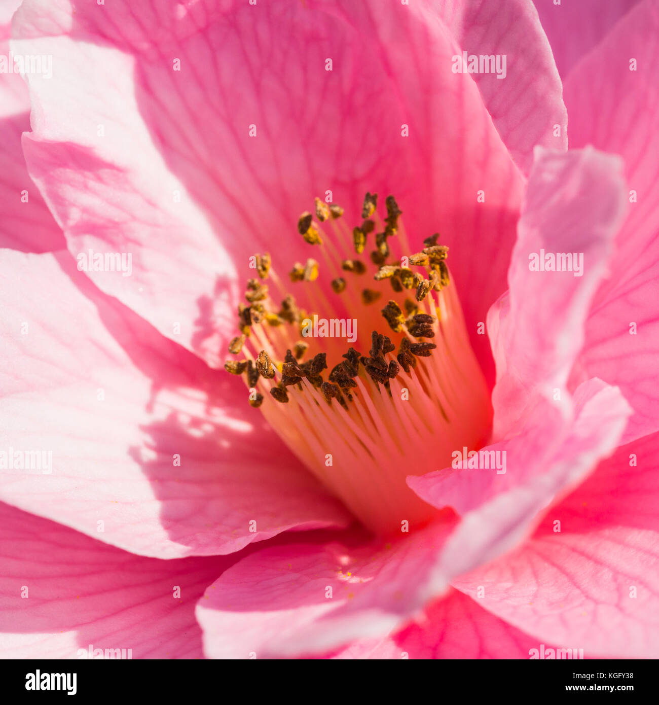 A macro shot of a camellia bloom. Stock Photo