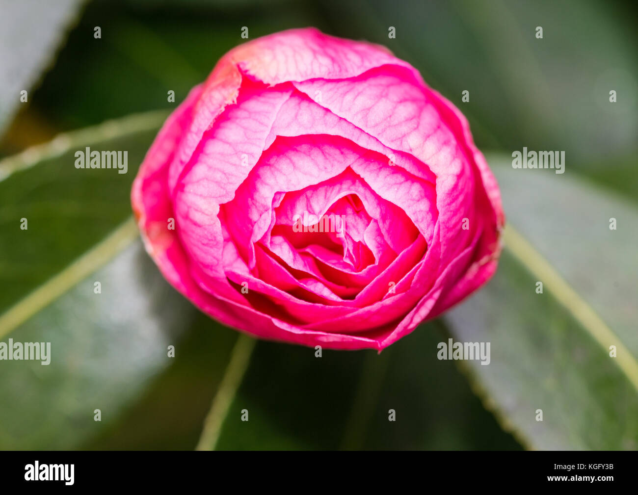 A macro shot of a pink camellia bloom. Stock Photo