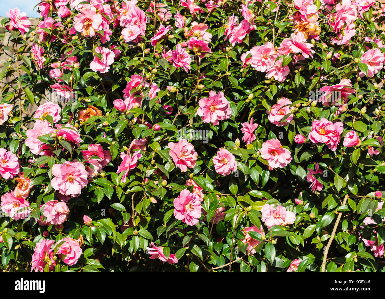 A Shot Of A Camellia Bush Covered In A Mass Of Pink Flowers Stock Photo Alamy