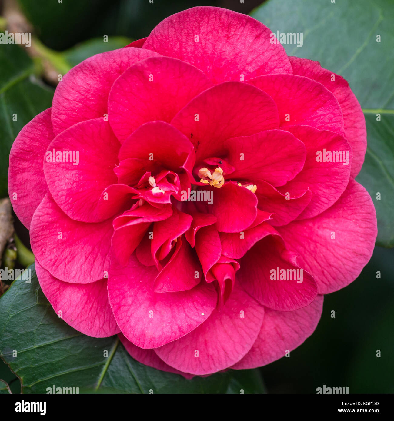 Dark Pink Camellia Stock Photos Dark Pink Camellia Stock Images
