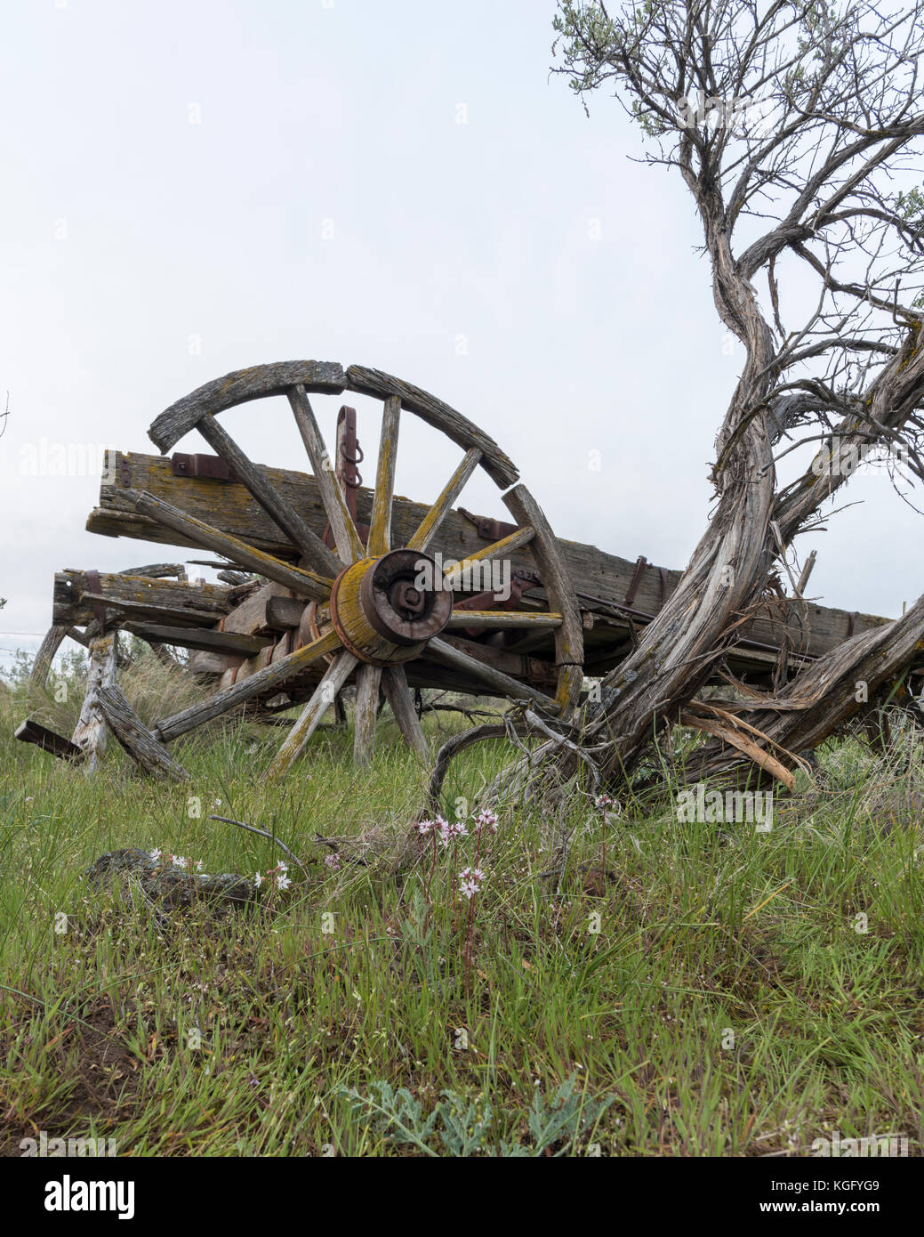 Old weathered wagon and wheels with sagebrush, grass and tiny lavender flowers, Vertical Stock Photo