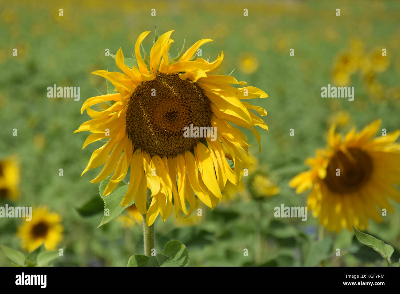Agriculture / Sunflowers Valuable oilseed / Beautiful flowers Stock