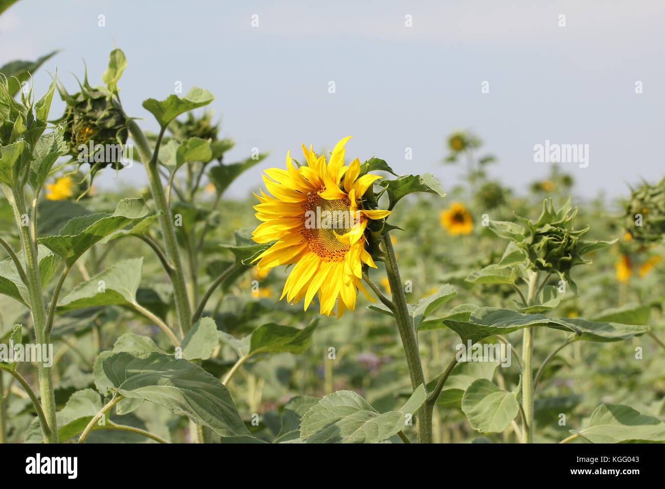 Agriculture / Sunflowers Valuable oilseed / Beautiful flowers Stock