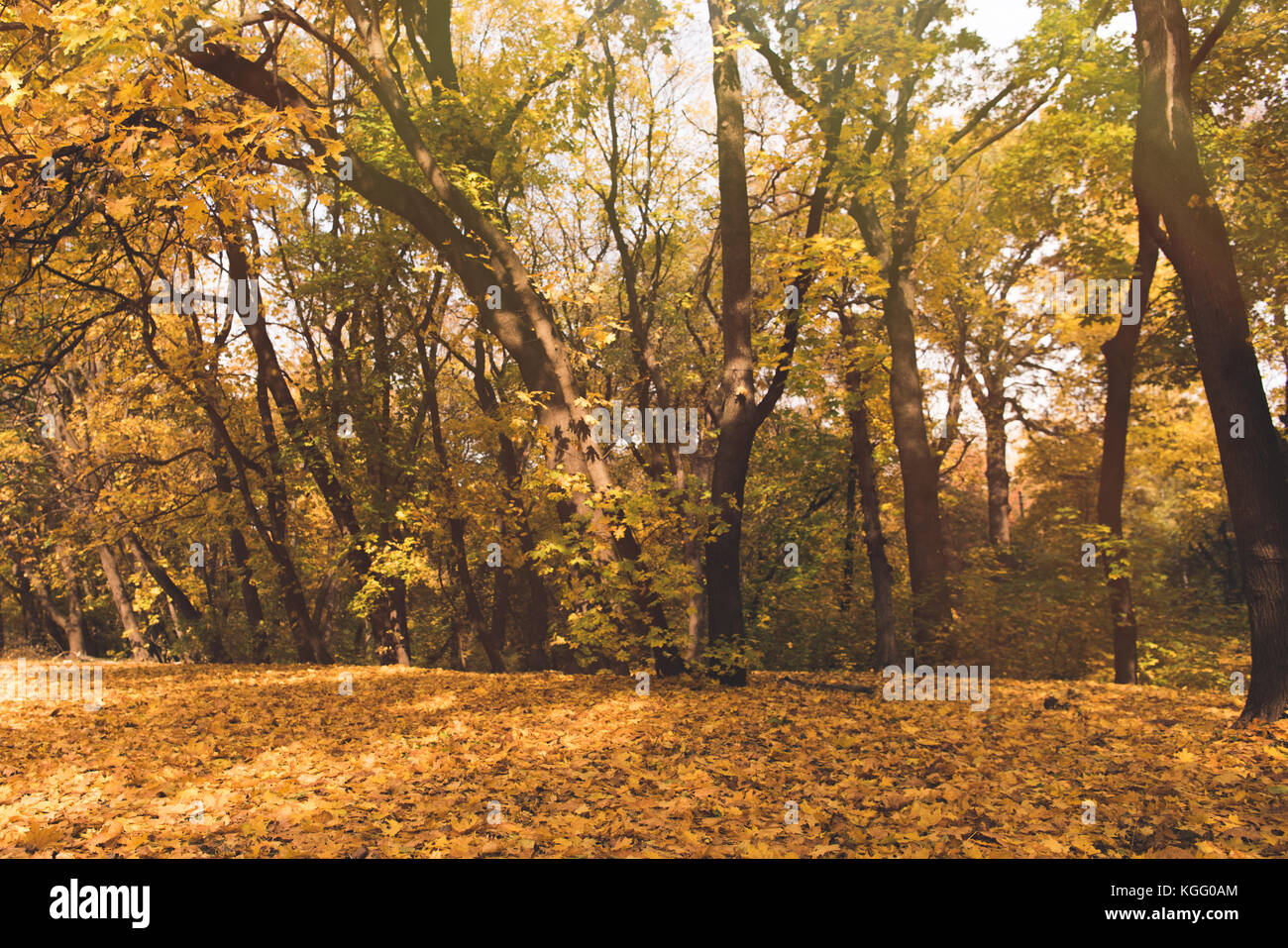 autumn forest full of golden trees Stock Photo - Alamy