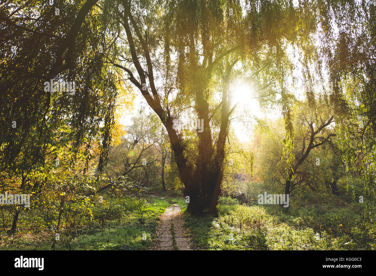 willow tree in park Stock Photo Alamy