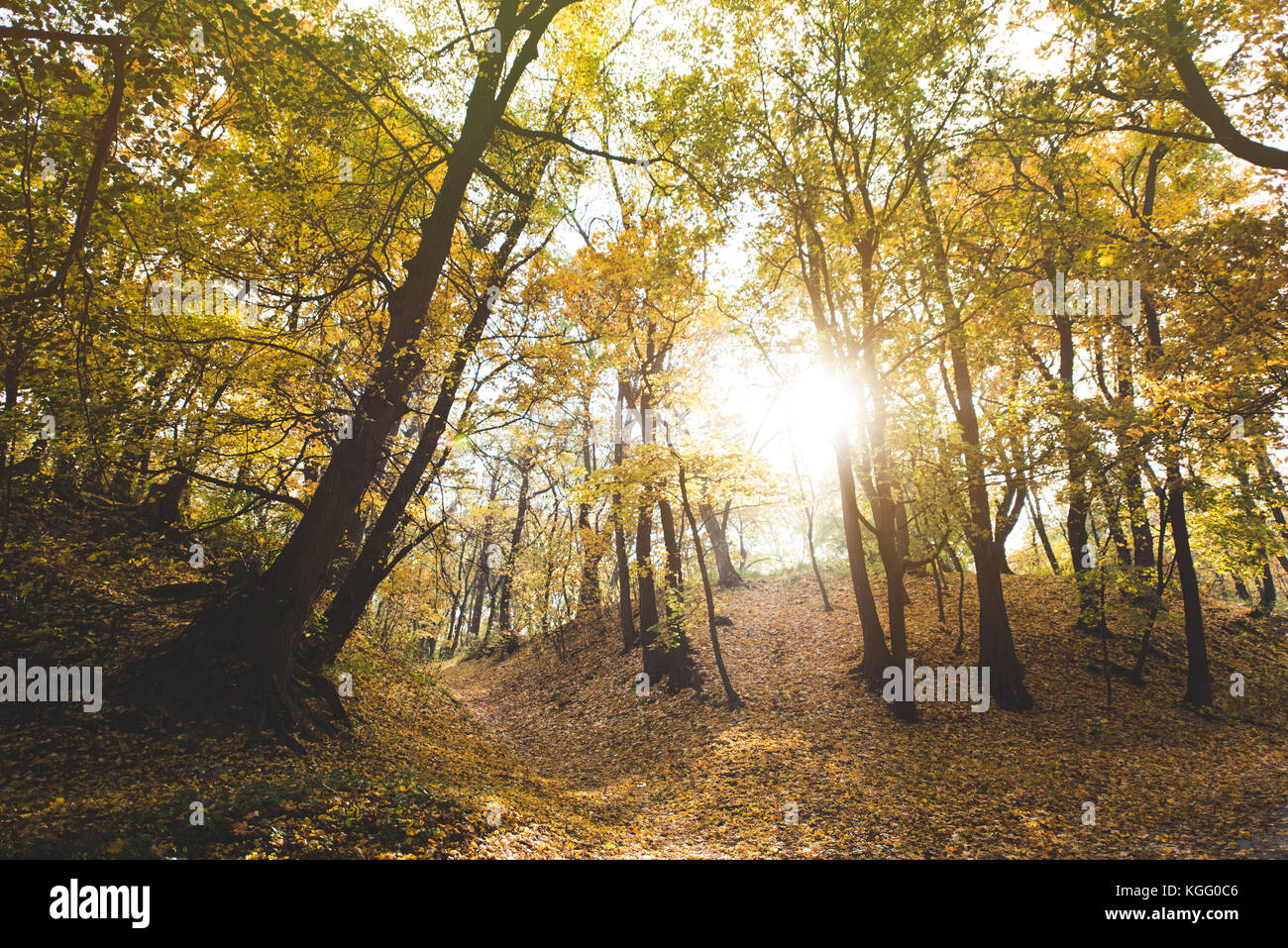 beautiful autumn forest Stock Photo - Alamy