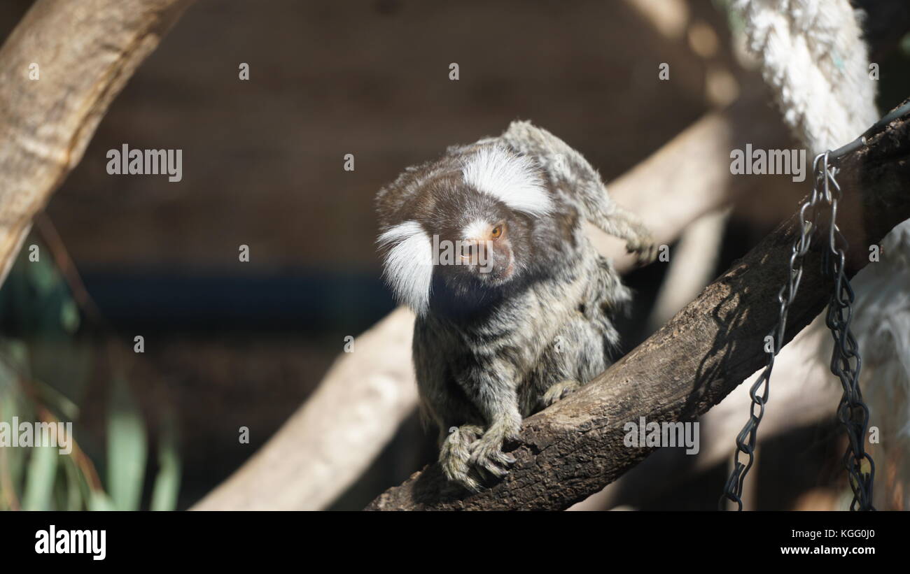 Common Marmoset at its habitat Stock Photo - Alamy