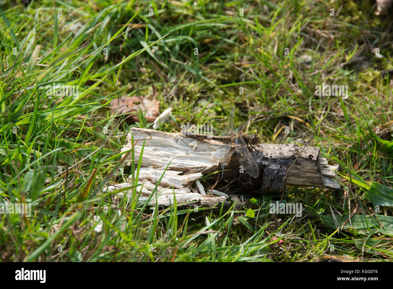 A common darter dragonfly resting on an old log Stock Photo
