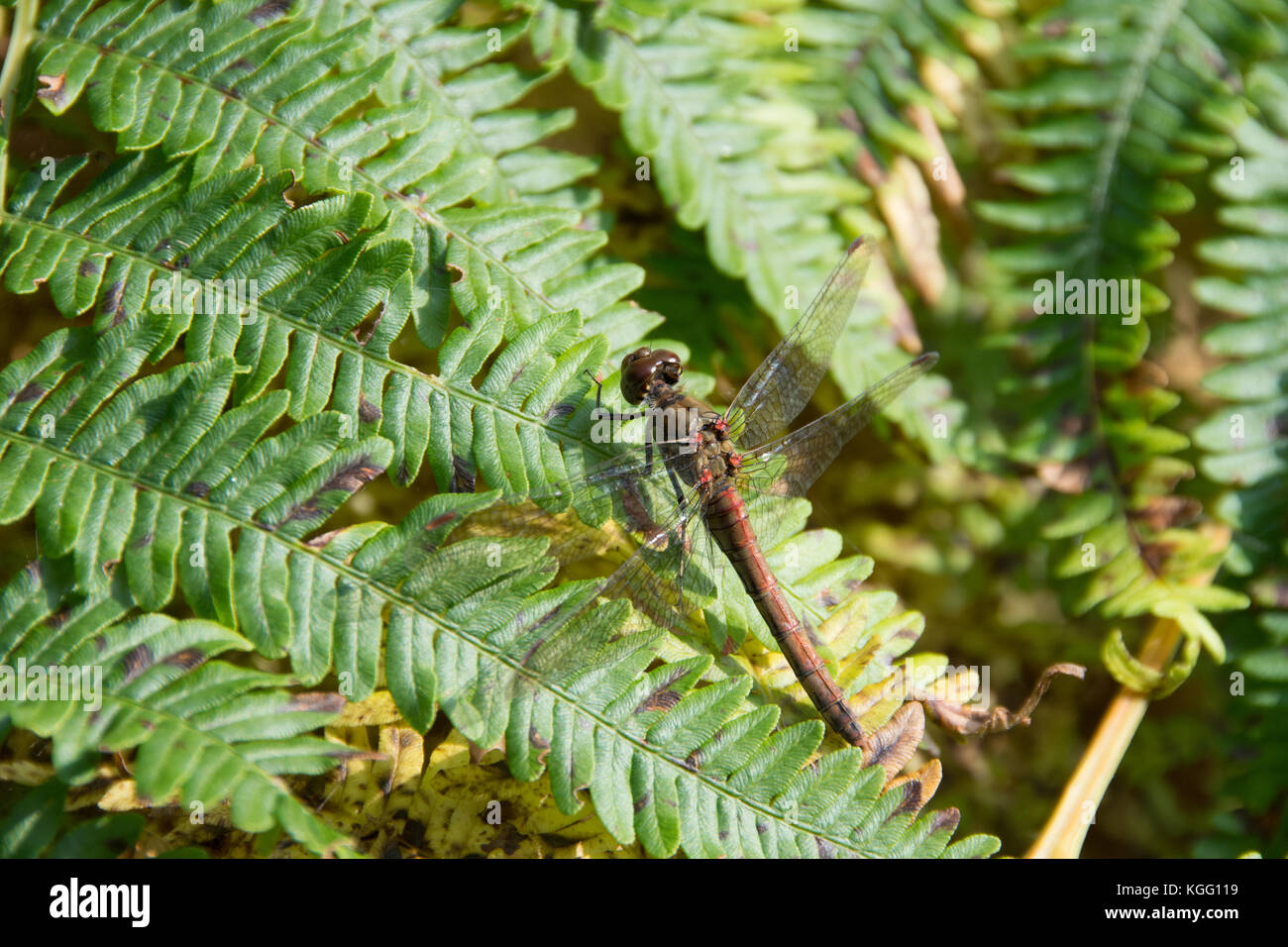 Close up of a common darter dragonfly resting on a bracken leaf Stock Photo