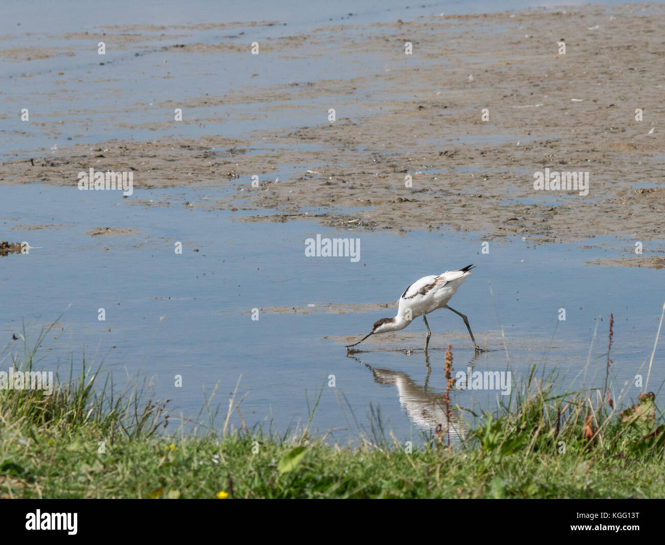 Avocet feeding in shallow water at Cley marshes Stock Photo
