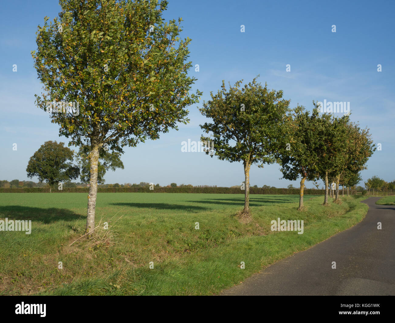 Line of young oak trees along a winding country lane Stock Photo