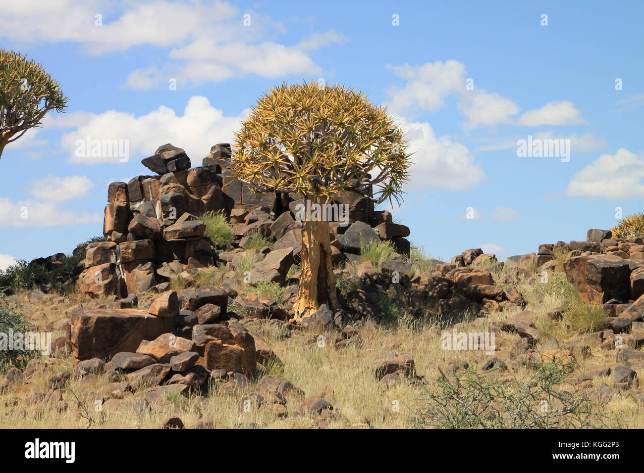 Quiver tree on dolerite rocks Stock Photo