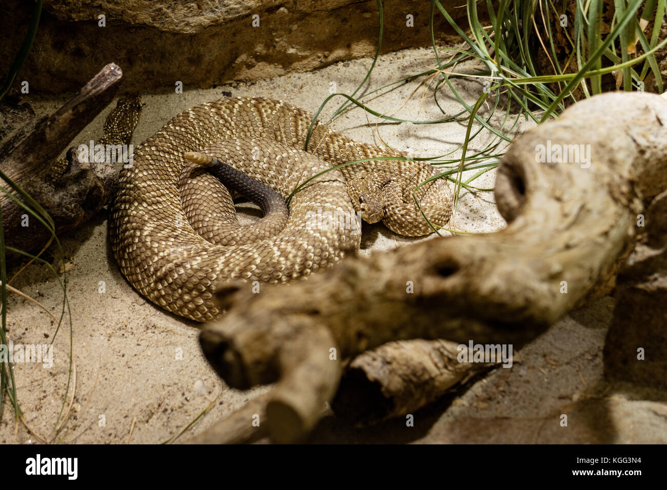 Rattlesnake laying coiled in Zoo Stock Photo Alamy