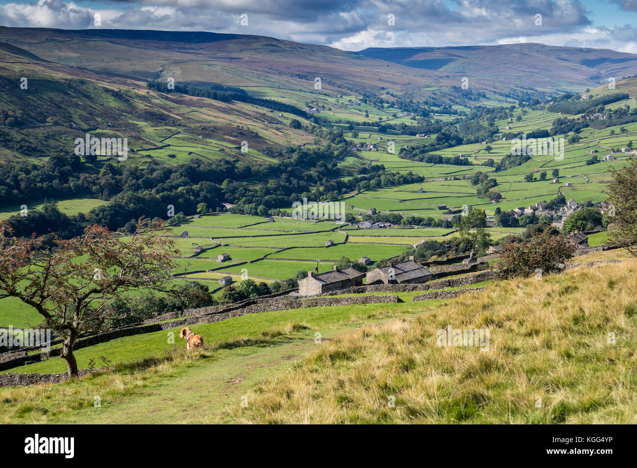 Dog looking west towards Gunnerside and Great Shunner Fell in the far distance. North Yorkshire, England, Stock Photo