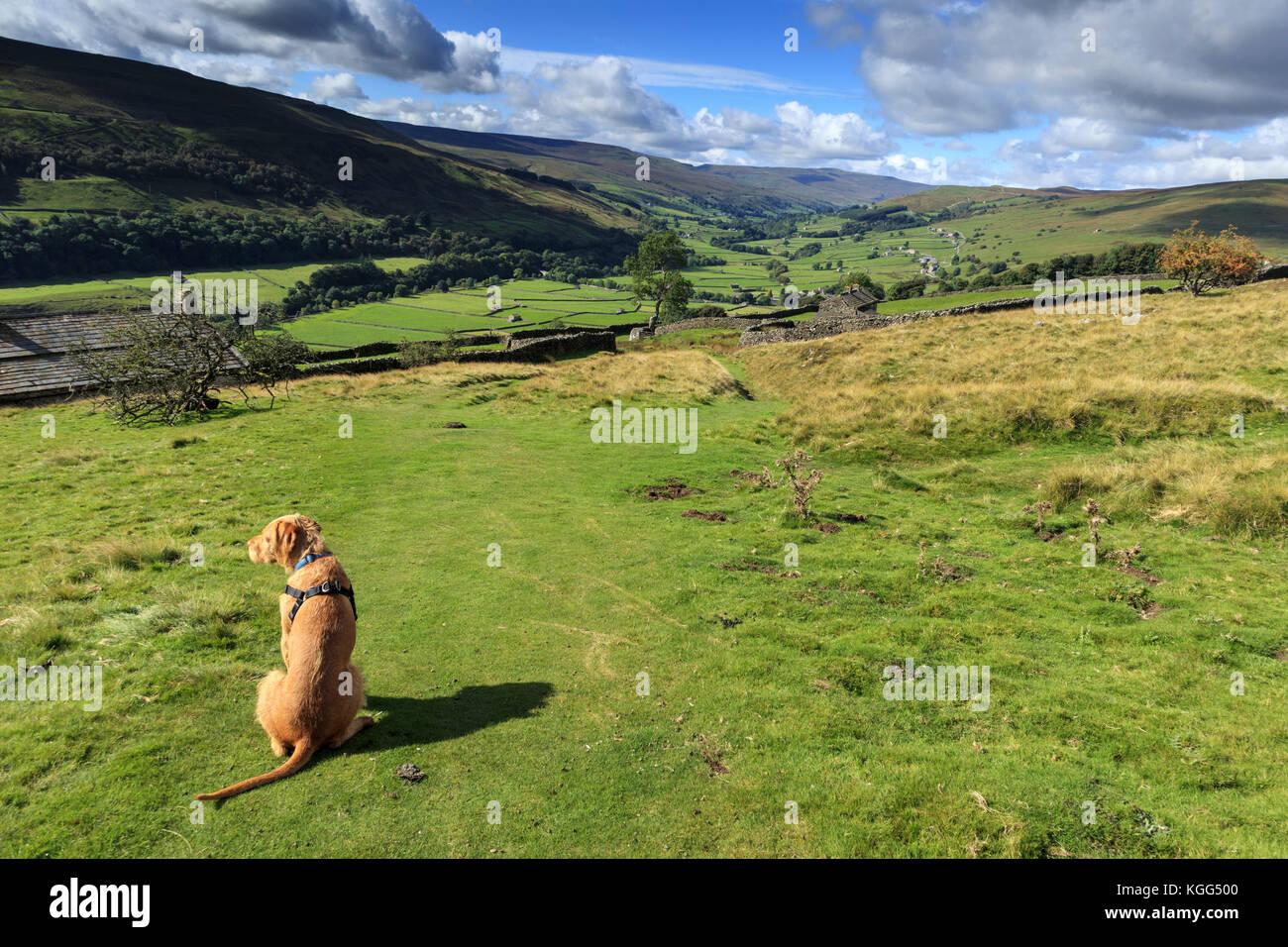 Dog looking west towards Gunnerside and Great Shunner Fell in the far distance. North Yorkshire, England, September 2017 Stock Photo