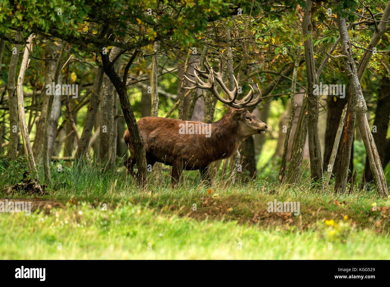 Autumn Red Deer Rut.Image sequence depicting scenes around male Stag's ...