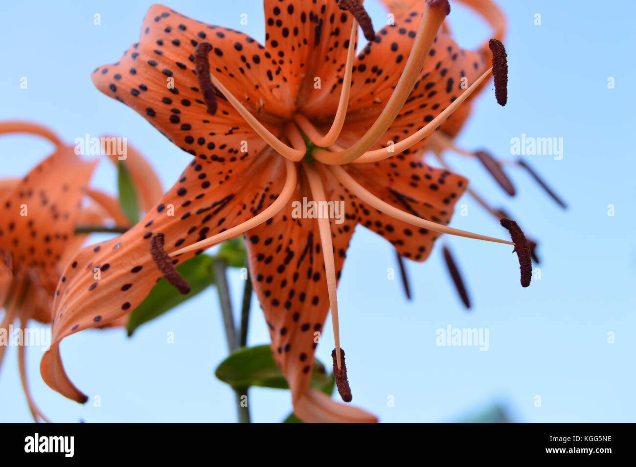 Beautiful tiger lilies blooming in the garden on blue sky background
