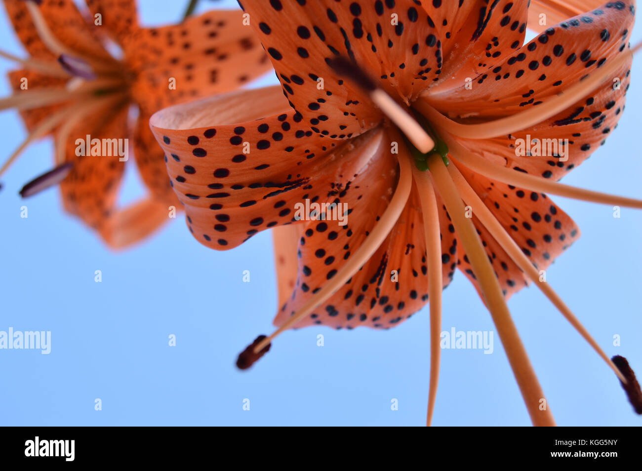 Beautiful tiger lilies blooming in the garden on blue sky background