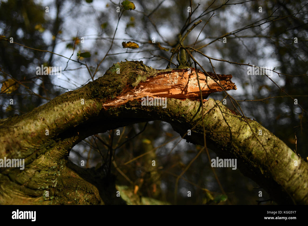 A broken large tree branch snapped open showing inside of bark Stock Photo