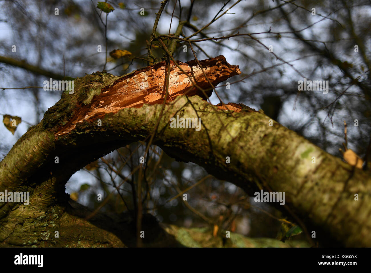 A broken large tree branch snapped open showing inside of bark Stock Photo
