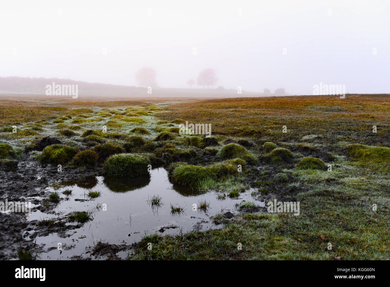 Canada Common on a misty foggy morning after a spell of autumn wet weather. Stock Photo