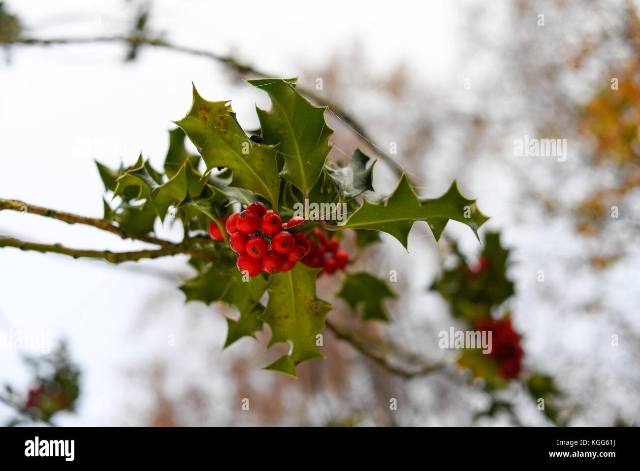 Holly bush with poisonous red berries Stock Photo Alamy
