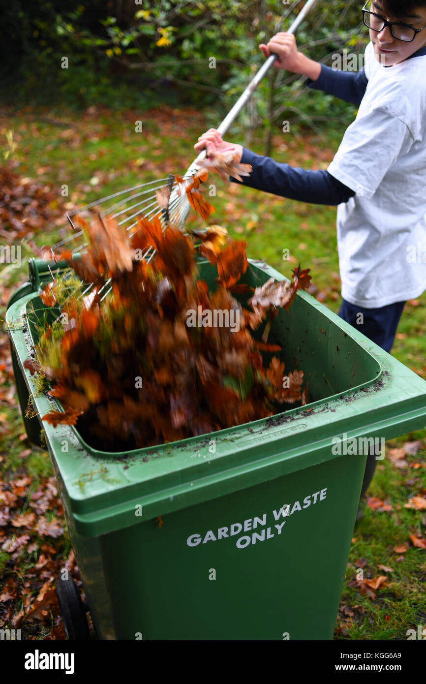 Clearing the garden of fallen leaves from the Autumn fall and recycling them in green garden waste bin for compost. Stock Photo
