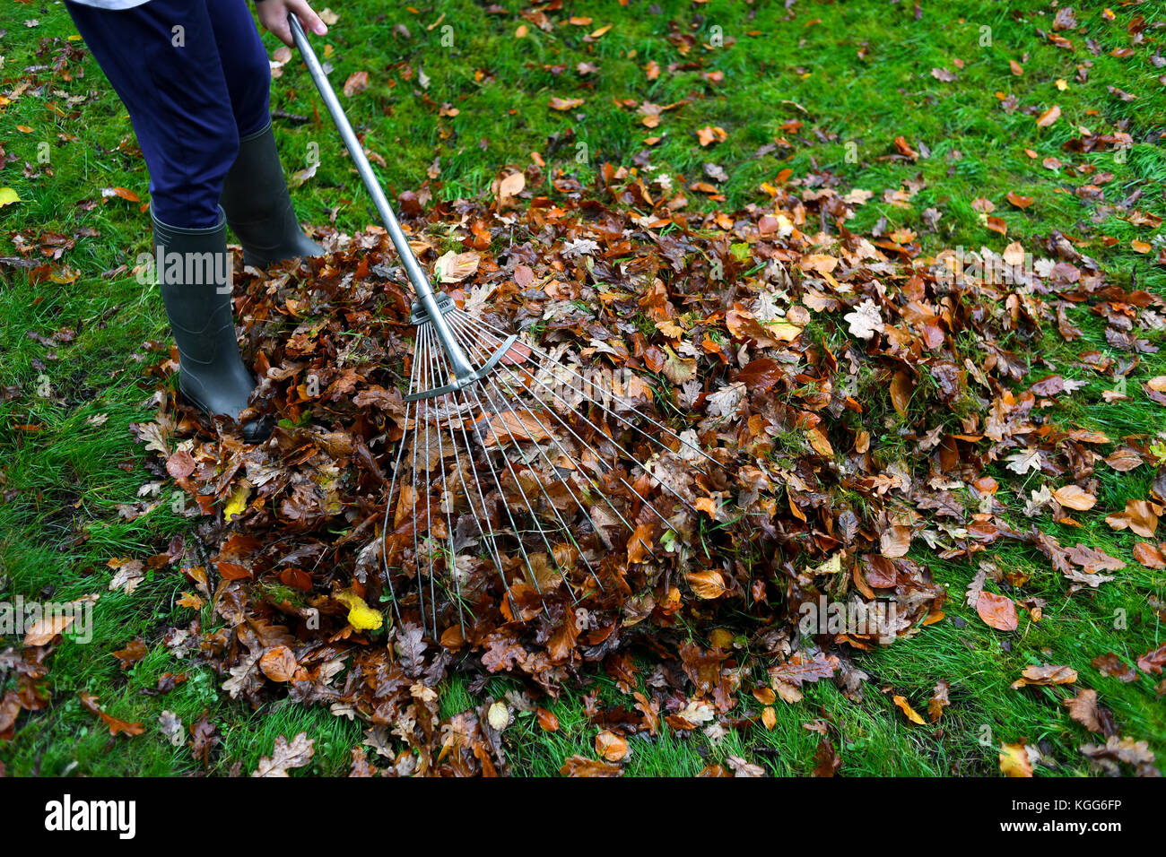 Clearing the garden of fallen leaves from the Autumn fall and recycling them in green garden waste bin for compost. Stock Photo