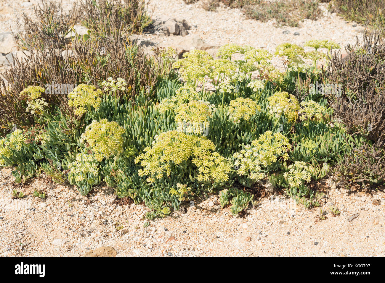 Crithmum maritimum and Arthrocnemum macrostachyum on island of Gozo Stock Photo