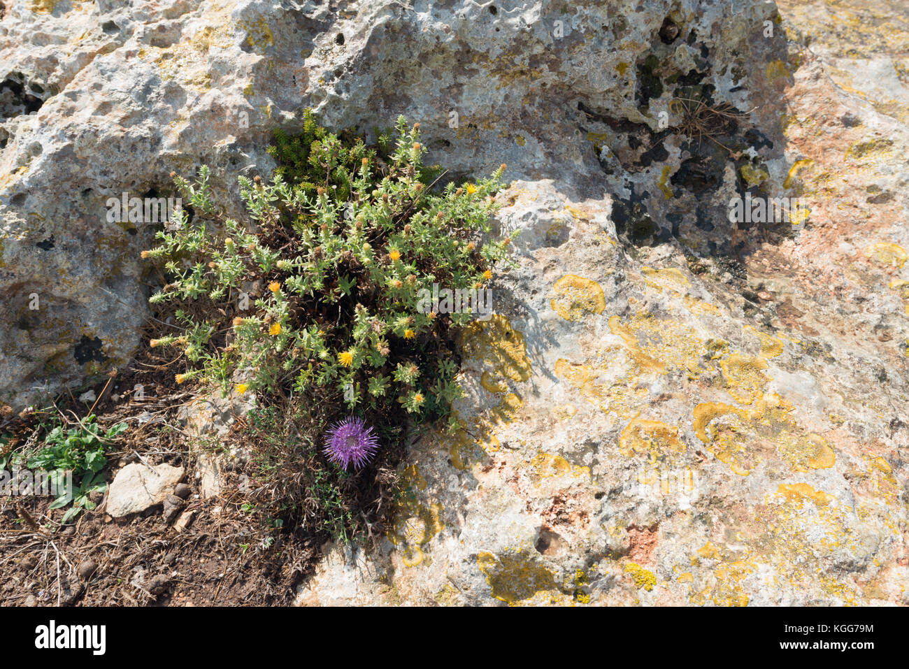Petrophytic plants of Malta Stock Photo