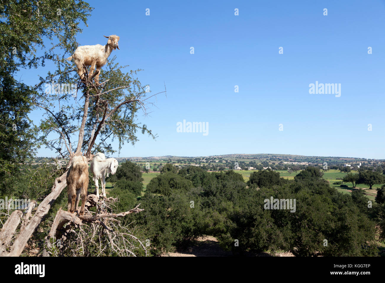 Morocco, goat posing for tourists to take pictures, as seen on many postcards. Stock Photo