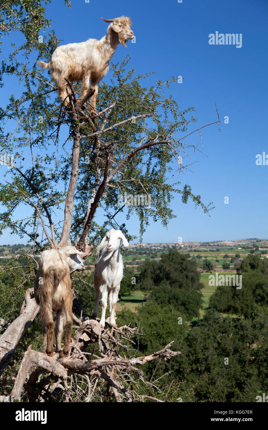 Morocco, goat posing for tourists to take pictures, as seen on many postcards. Stock Photo