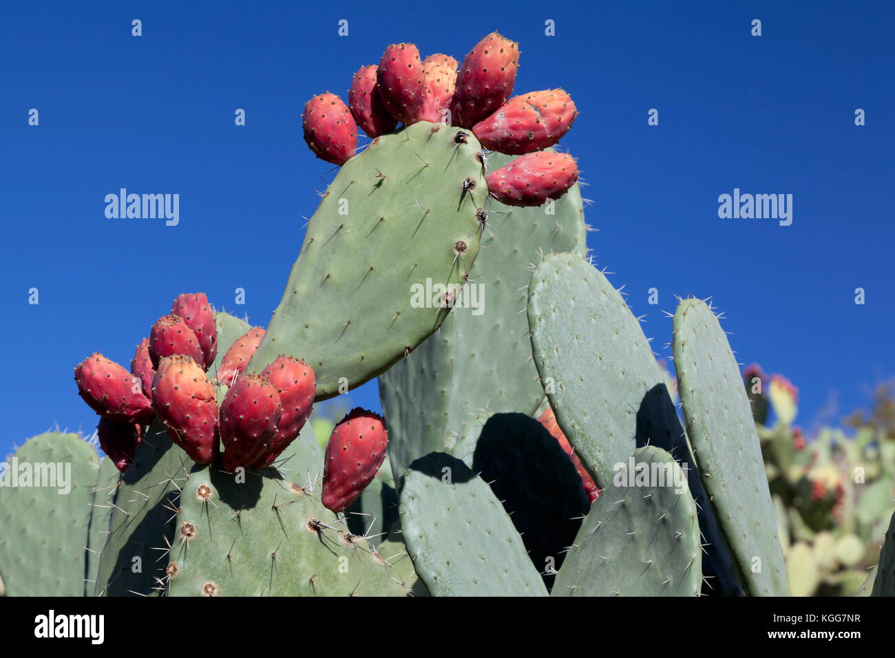 Morocco, Prickly pear (Opuntia) cactus bushes, gowing Morocco, Prickly pear (Opuntia) cactus bushes, gowing