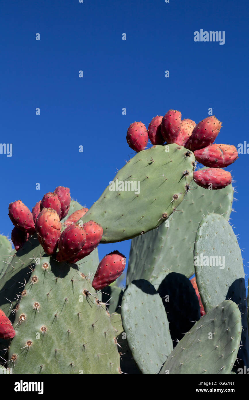 Morocco, Prickly pear (Opuntia) cactus bushes, gowing throught Morocco and  farmed for it's fruits Stock Photo - Alamy