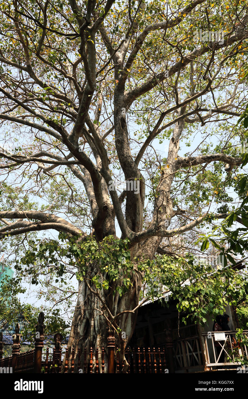 Gangaramaya Temple Colombo Sri Lanka Bo Tree Stock Photo