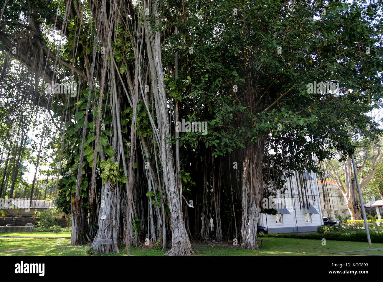 Cinnamon Gardens Colombo Sri Lanka banyan tree Stock Photo Alamy