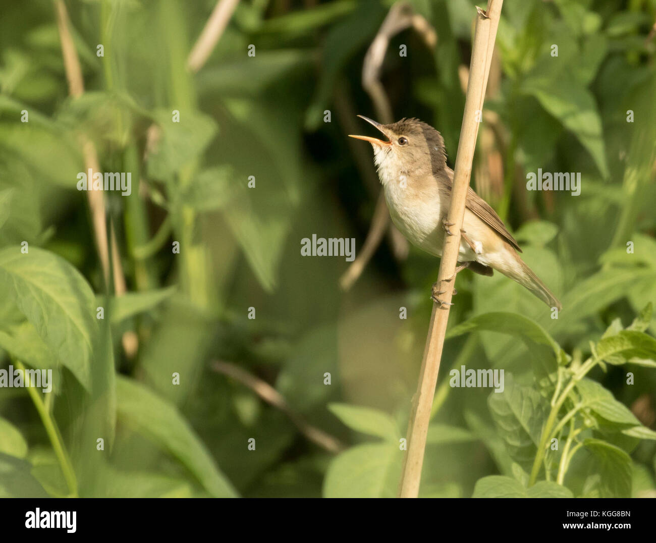 Reed Warbler guards his reed Stock Photo