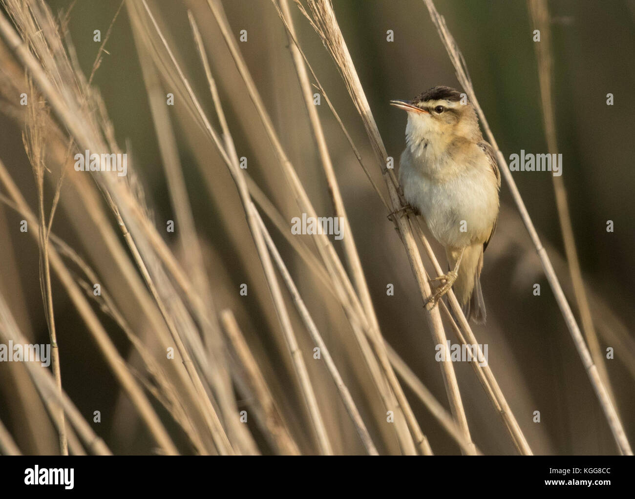 Sedge warbler taking a peek Stock Photo