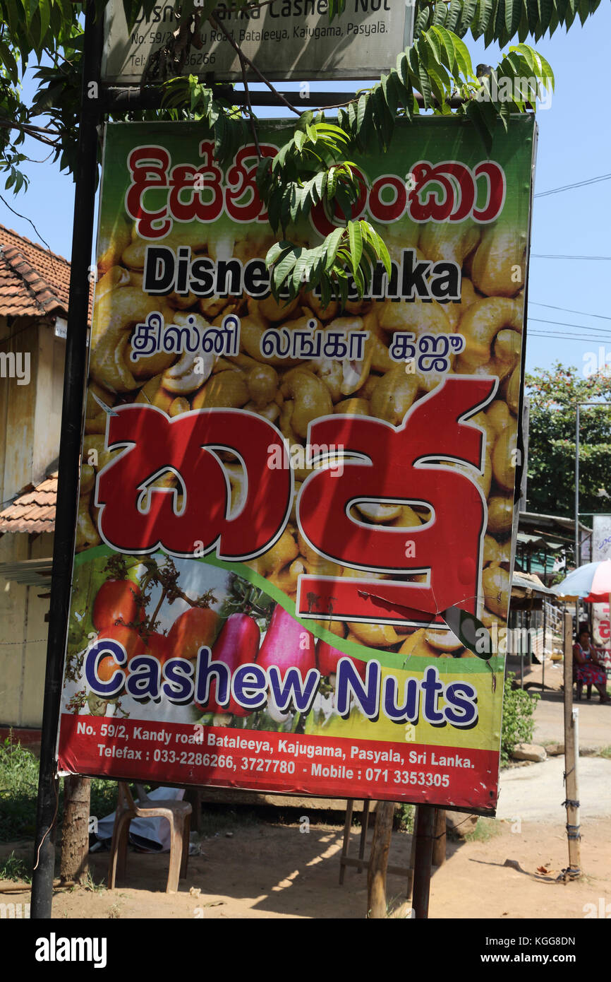 Bataleeya Village Kandy Road Sri Lanka Sign Advertising Cashew Nuts Stock Photo