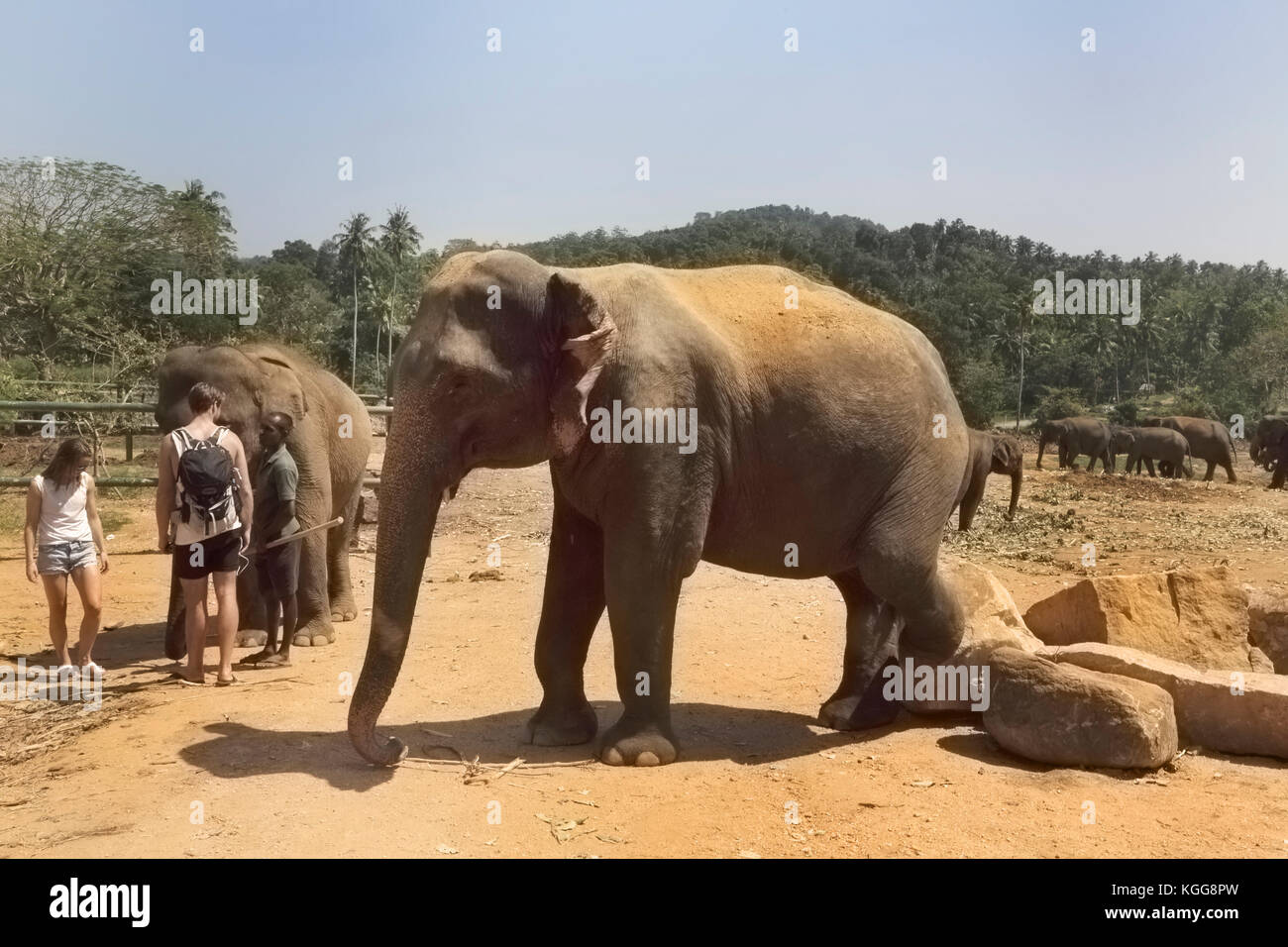Pinnawala Central Province Sri Lanka Pinnawala Elephant Orphanage tourists with elephants Stock Photo