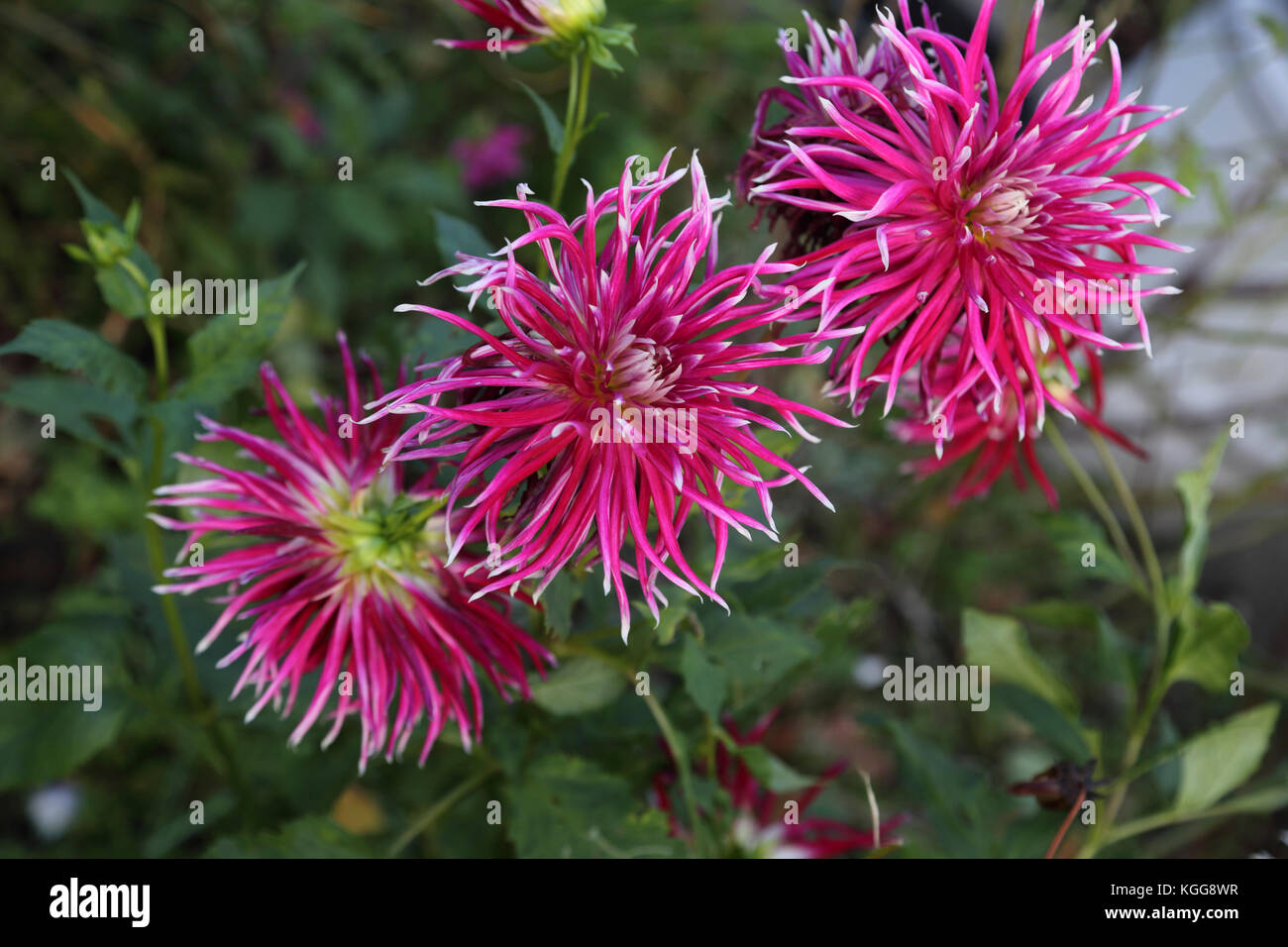 Pink Spider Dahlia Flower in Garden Surrey England Stock Photo