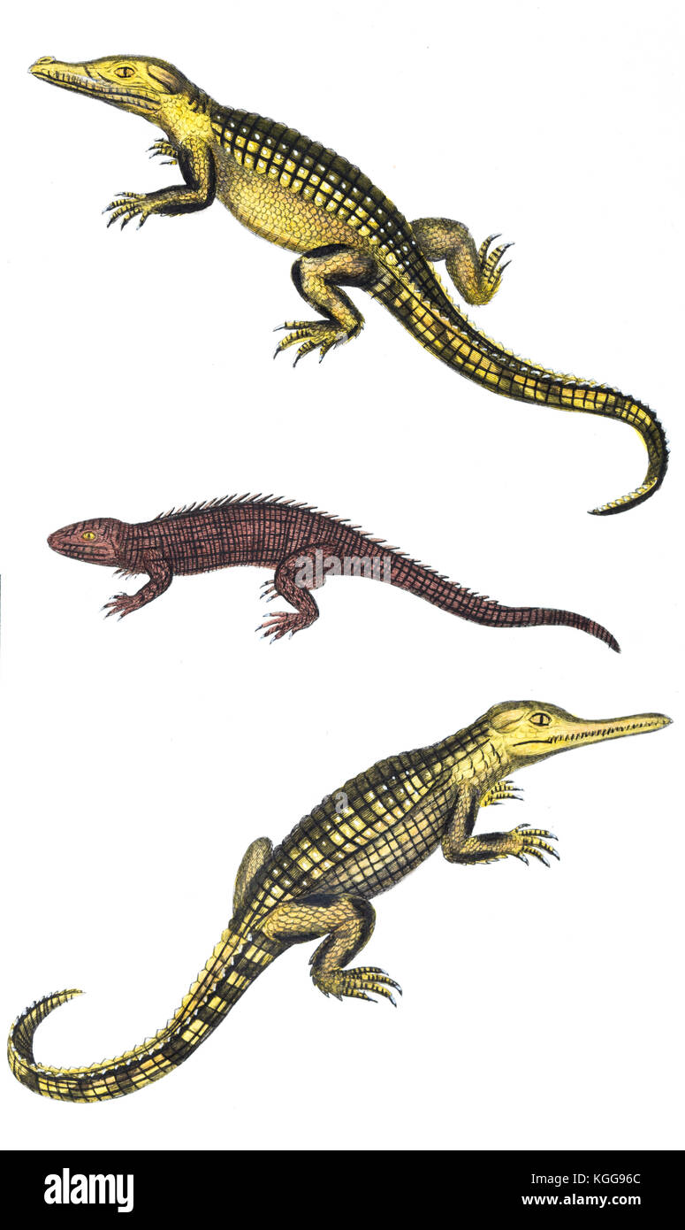 Animals Bufon 1819 lizards reptile amphibian Stock Photo
